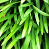 Dwarf Agapanthus Leaves