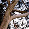 Eucalyptus Trees