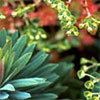 Euphorbia Martinii