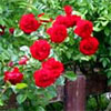 Red & White Garden Fence Roses