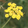 Bronze Fennel