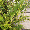 Fern focus