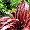 Red Flax and Fern