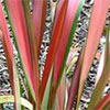 Jester Flax (Phormium)