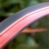 Striped Flax (Phormium) Leaves