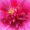 Bright Pink Hollyhock