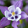 Blue Aquilegia