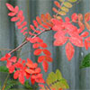 Sorbus Leaves in Autumn