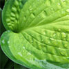 Hosta Leaf