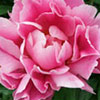 Pink Peony