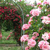 Pink Roses on Archways