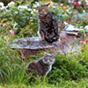 Cats in the Dog-Path Garden