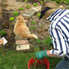 Getting the Garden Ready for Christmas