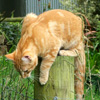 Ginger Cat Percy