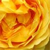 Golden Celebration Rose