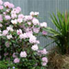 Lilac Rhododendron