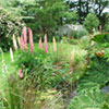 Gunnera in the Garden