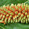 Gunnera Seedhead