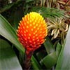 Guzmania Conifera