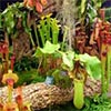 Hampshire Carnivourous Plants