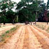 Hazel Orchard in Drought