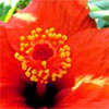 Red Hibiscus Flower