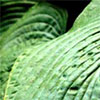 Hosta Leaf