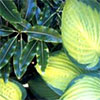 Hosta with Lemonwood