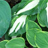 Hosta Garden