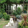 House Patio Gardens