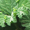 Gunnera