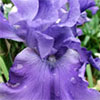 Blue Iris