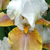 Big Bearded Iris Competition