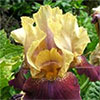 Spring Garden Iris