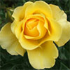 Ivey Hall Rose (Golden Smiles)