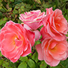 Kate Sheppard Rose