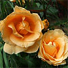 Lady Hillingdon Climbing Rose