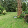 Gum Tree in the Lawn