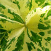 Variegated Mallow Leaf