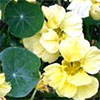 Nasturtiums