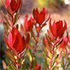 Leucadendron