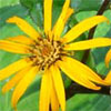 Ligularia Flowering