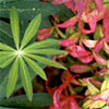 Lupin and Spiraea Leaves