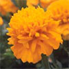 Marigolds