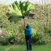 The winter Gunnera trim