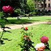 Mecklenburgh Square Roses