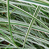 Miscanthus Grasses