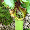 Monkey Cup Pitcher Plant