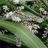 Cabbage Tree in Flower