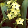 Nicotiana Alata